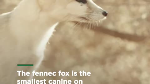 Fennec Fox Fast Facts Amazing Dogs