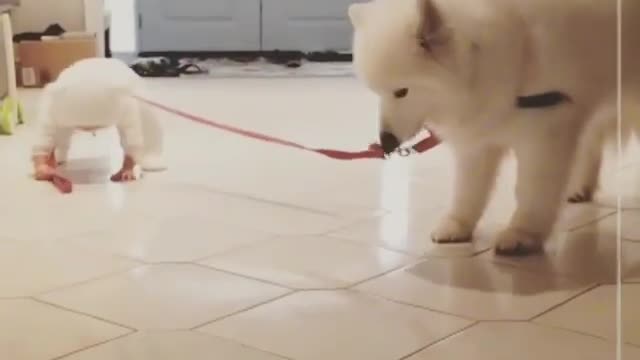 dog playing game with baby 🤗🤩