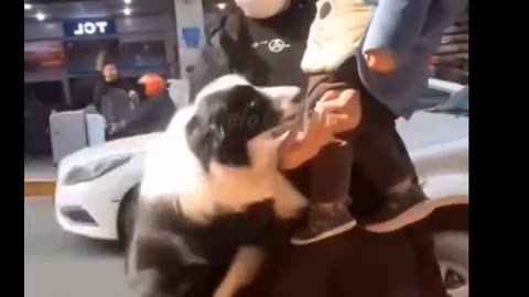 The dog also wants to be fed like a child #shorts #shortvideo #video #virals #videovira