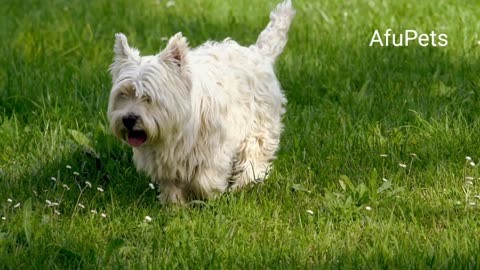 Cute dog walking in the park.