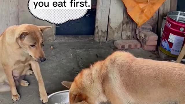 mazing #dogsoftiktok #dog #cute #pet #foryou #fyp