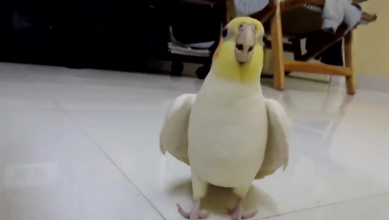 Singing Cockatiel supercute