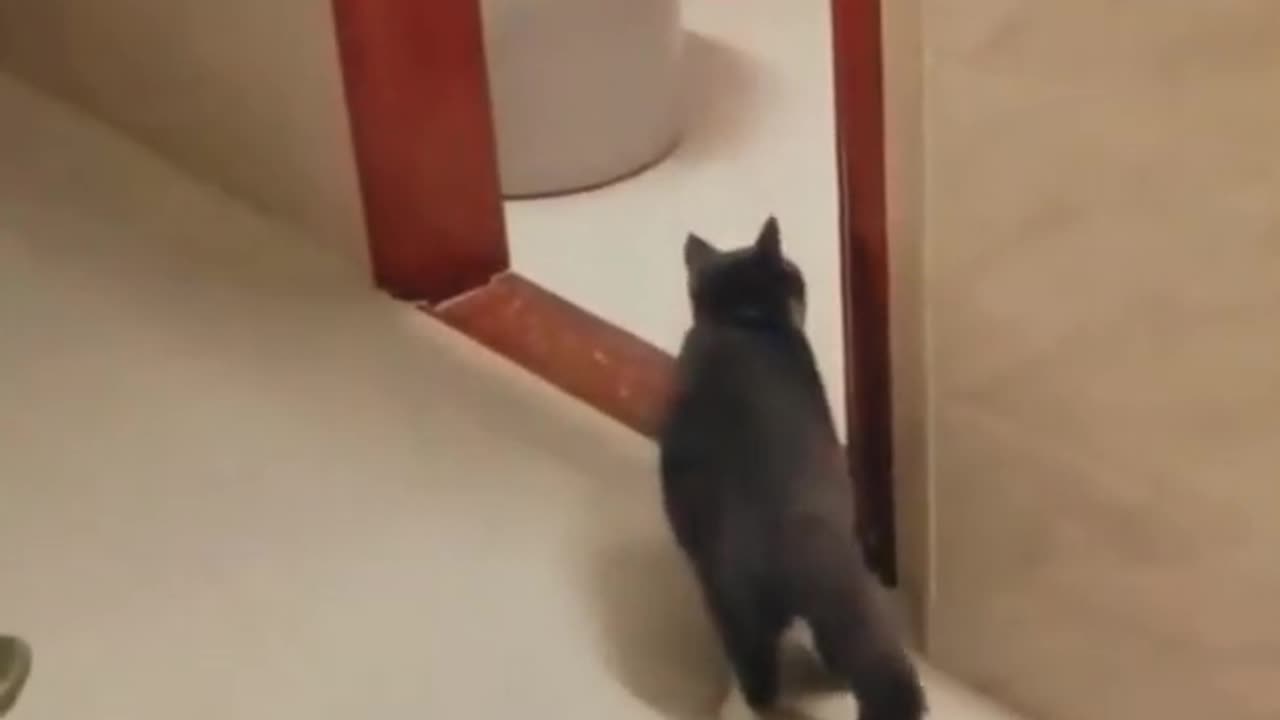 Funny cats Reaction