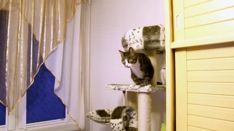 Cats Talk With a Moth (Close Up)