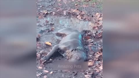 FUNNIEST CAT AND DOG VIDEOS 2023