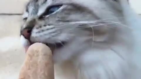 A cat has barbs on its tongue