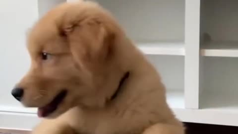 funny cute puppy ..