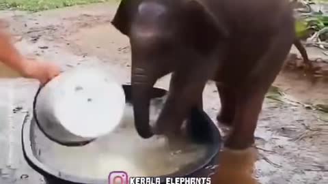 Baby Elephant 🐘