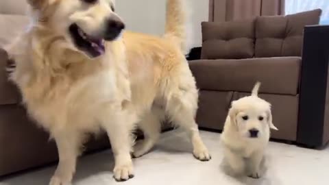 Baby retriever and mum retriever