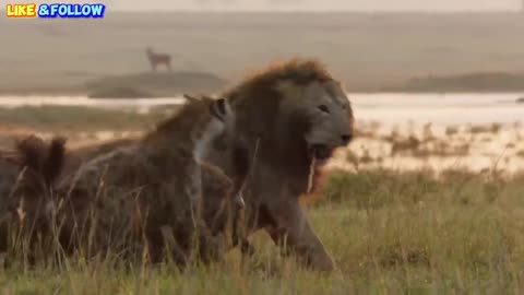 Lion Trapped By Clan Of Hyenas