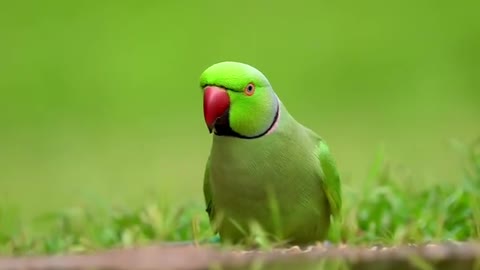 The bird