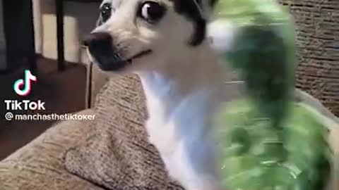 Funny Animals With 550k views