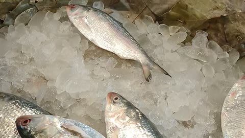 KOLKATA DAILY FISH MARKET