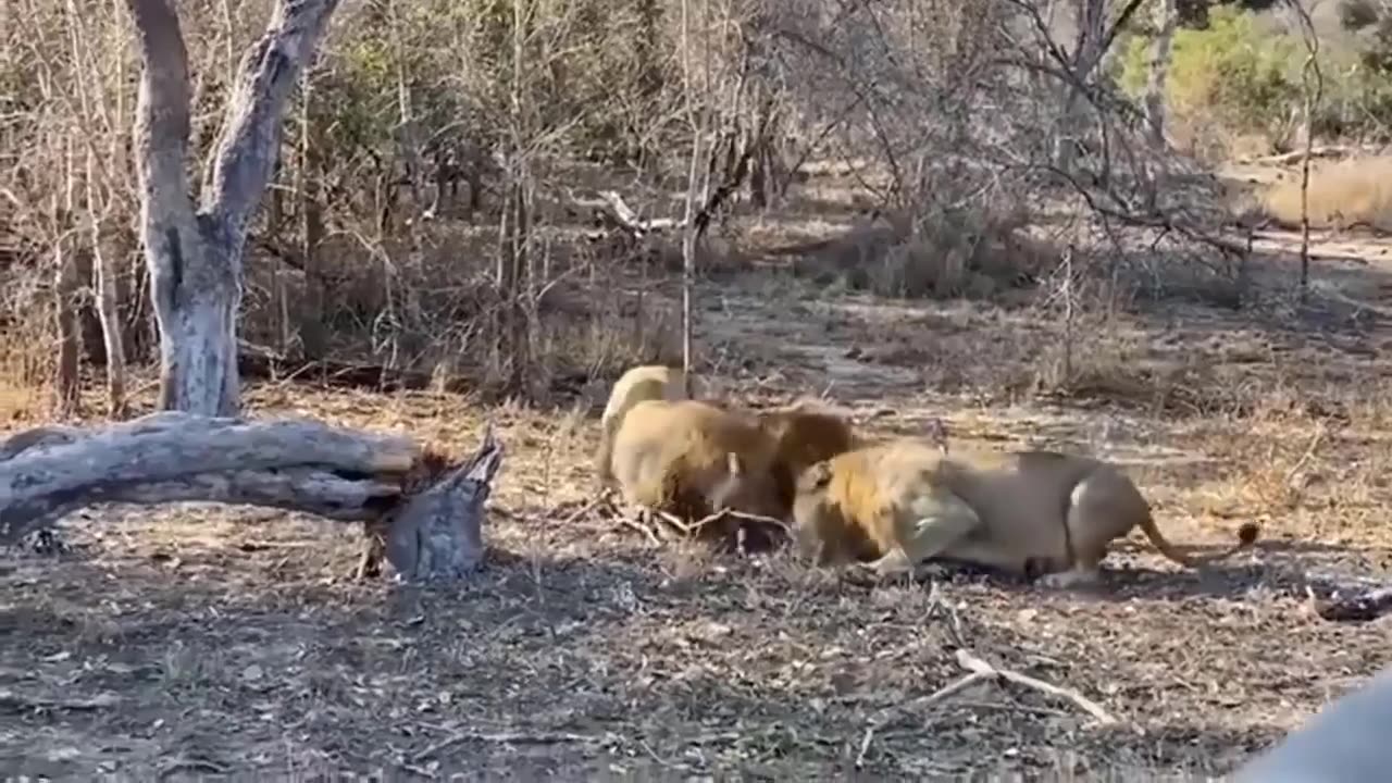 Incredible Wild Animal Fighting