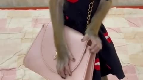 Funny monkey