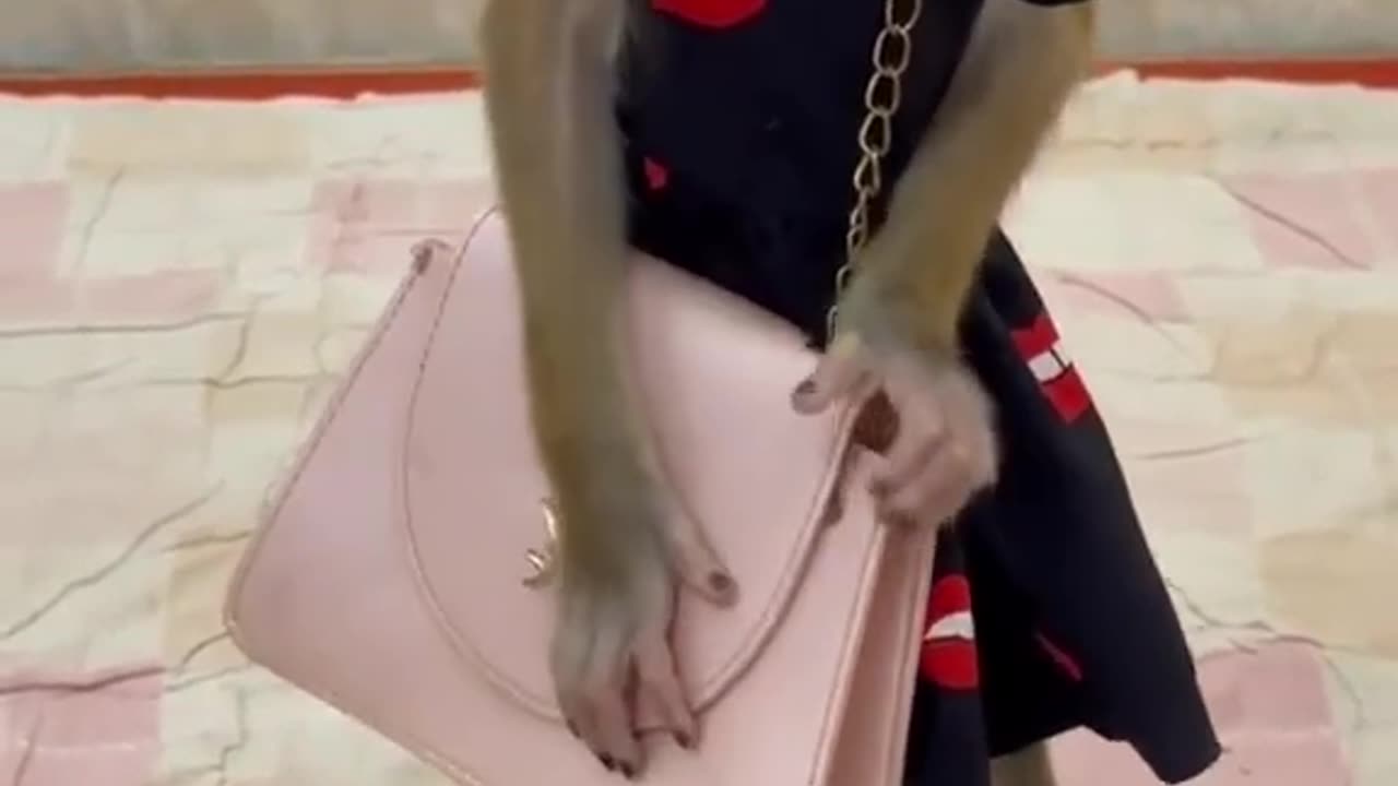 Funny monkey