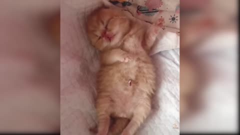 Cute cat - baby cat , funny cat , animals videos
