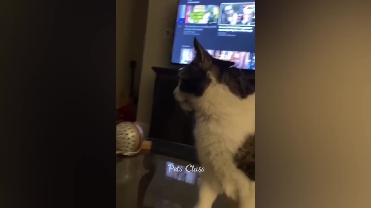 The Funniest Cats and Dogs Videos Ever