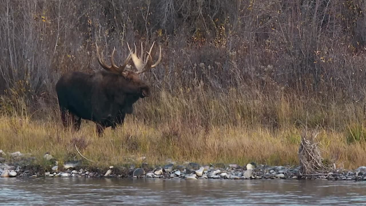 World of the Wild Episode 4 The Arctic Free Documentary Nature