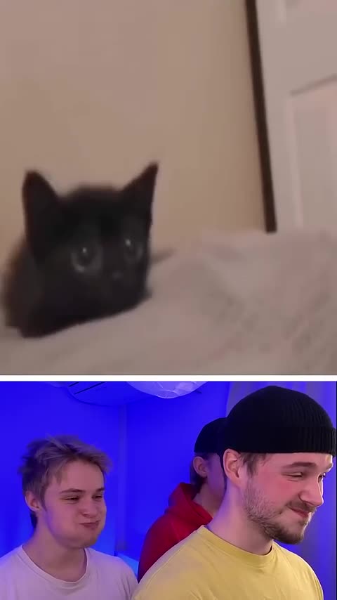 Funny Animal Videos 6