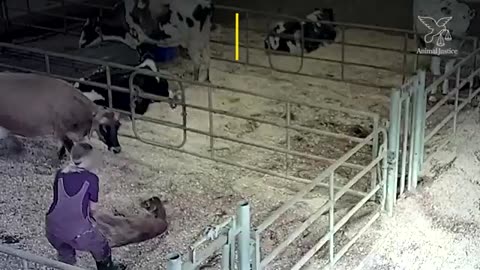 Distressed cow who just gave birth tries to save babys from dairy worker