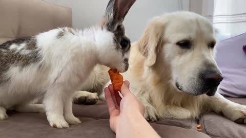 Golden Retriever Meets New Rabbit!