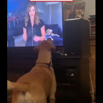 Poor Dog Is Perplexed