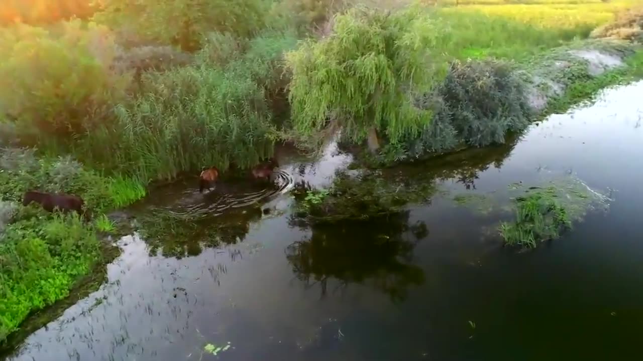 Everything you see here in the Danube Delta might be destroyed by Ukranian excavations