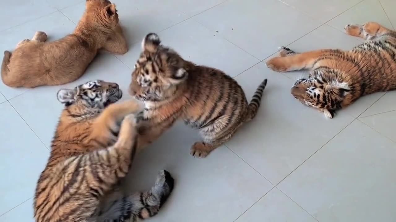 tiger cub is very beautiful