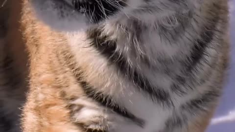 Watch this 3-pound baby tiger get so big after being brought