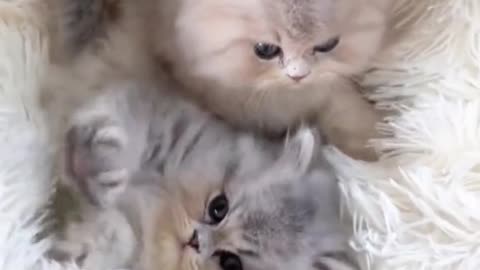 What charming kittens