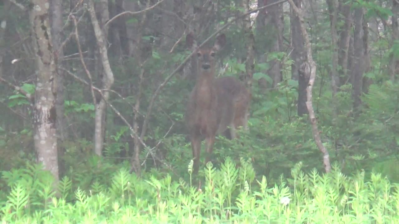 White-tailed deer