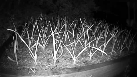 Garlic Growth Timelapse