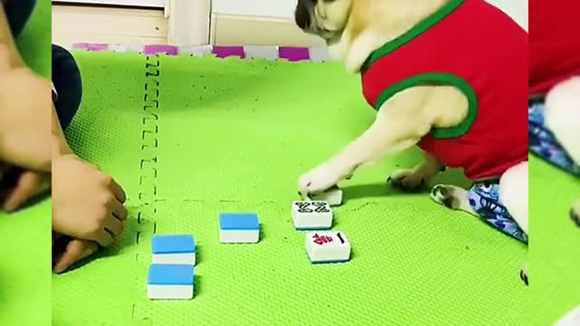 Cute pet funny video