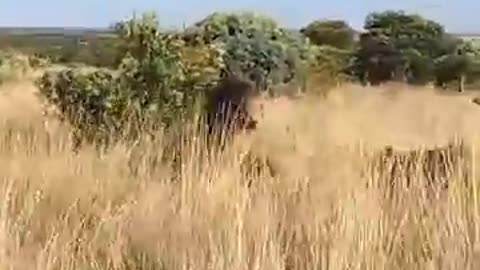 Lion Sister Chases Brother | The Lion Whisperer