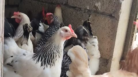 Egg laying Chickens CT