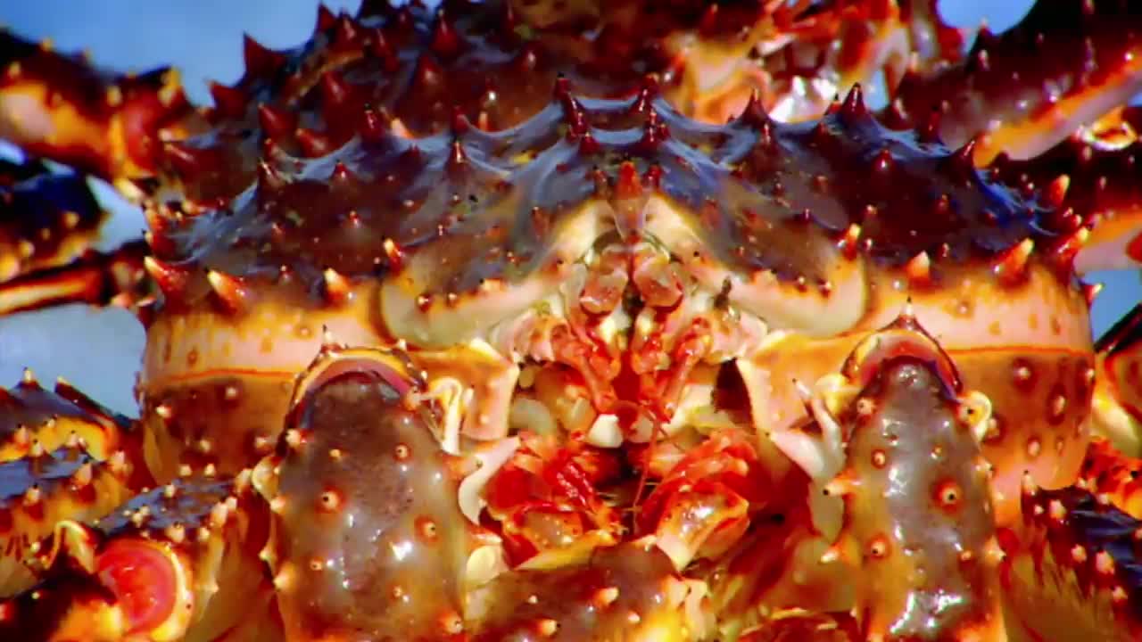 Gordon Ramsay Catches King Crab | Gordon Ramsay