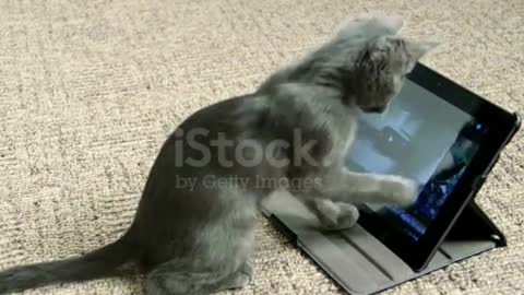 Cute Cat is just doing fun with computer & playing game ?