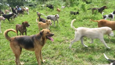 Territorio de Zaguates "Land of The Strays" Dog Rescue Ranch Sanctuary in Costa Rica