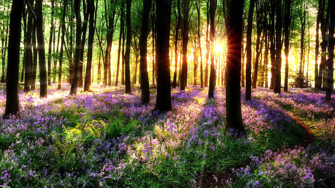 Butterflies In Forest With Flowers And Warm Sunrays