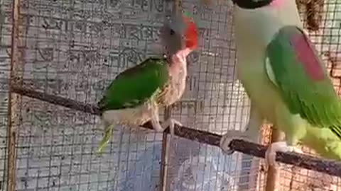 Parrots mother feed