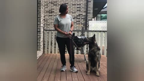 4 easy tips for clicker training your dog