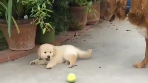 two dogs playing