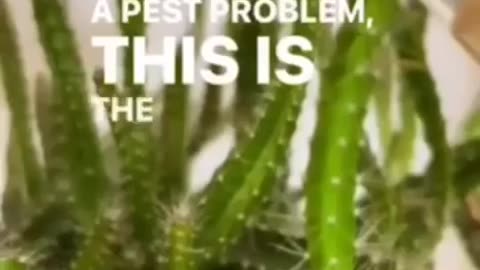 Save your potato peels