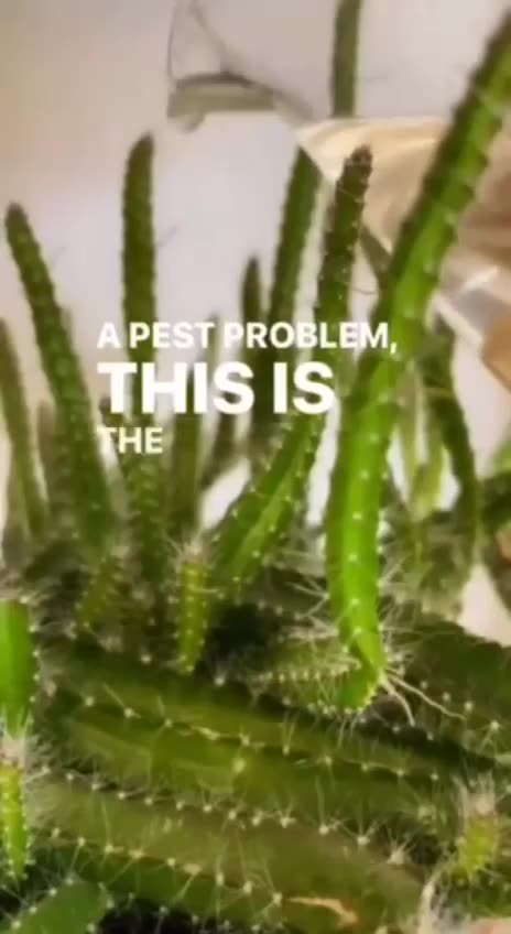 Save your potato peels