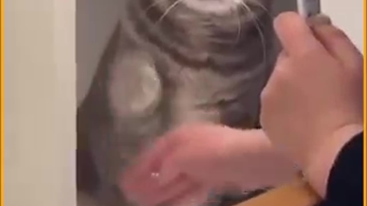 Funny cats video