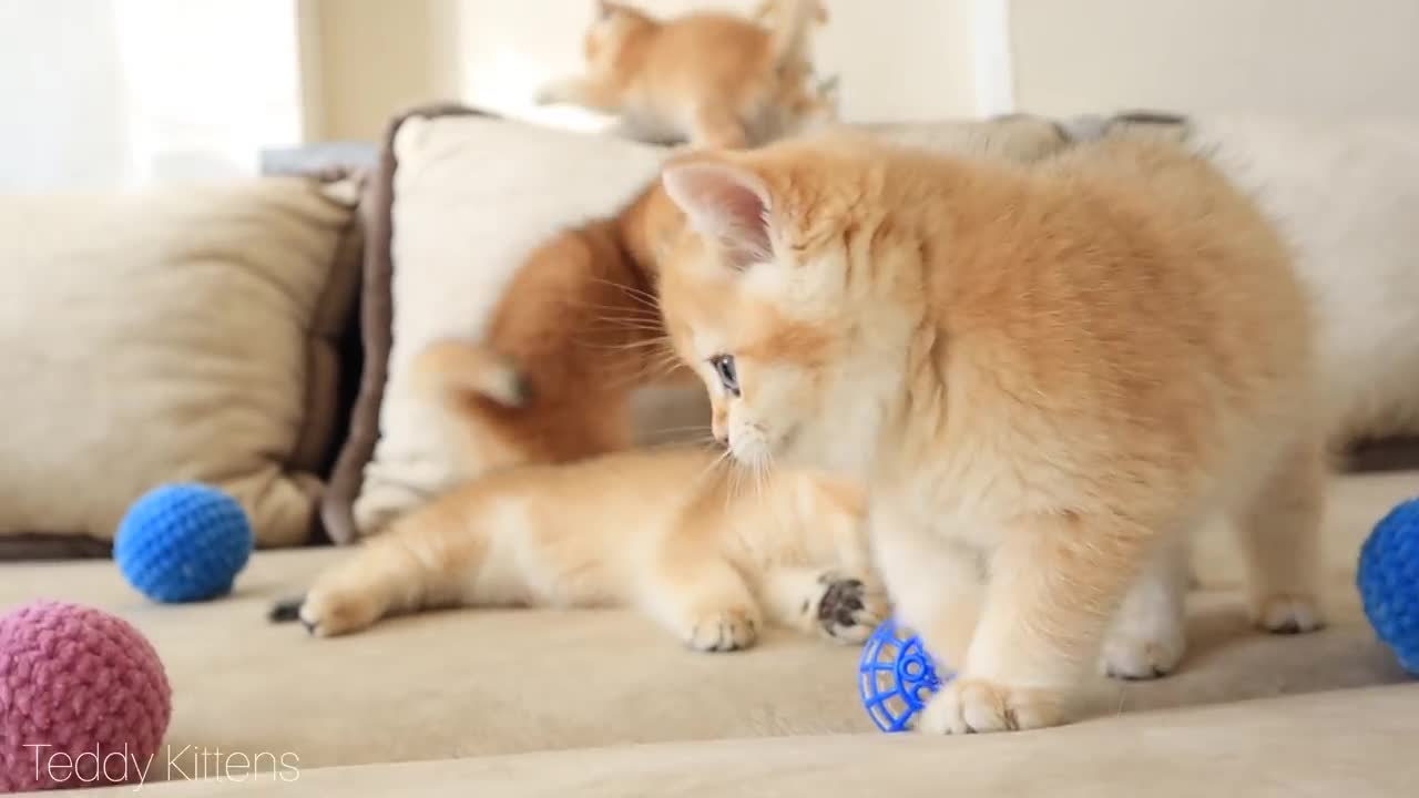 Arnold's brothers and sisters disturb his sleep. "Revenge" Season 1 Episode 2. Funny Kittens