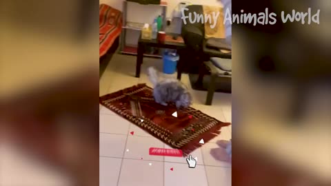 Funny Dogs And Cats Videos 2023 😅👌 - Best Animal Videos Of The Month 😁 #2 Funny Animals World