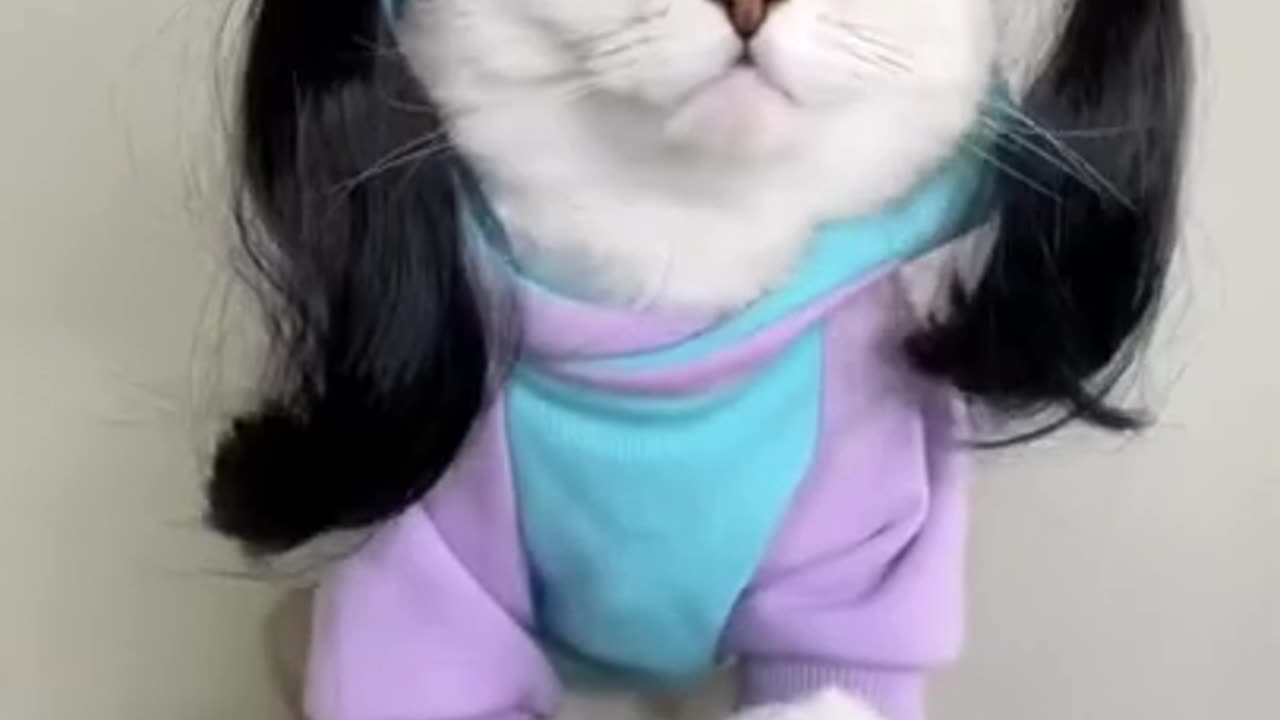 Bella Poarch Cat Cosplay