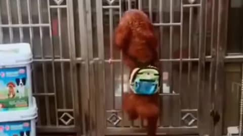 Funny Dog Videos 😂😂😂😂😂😂😂